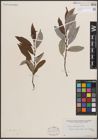 Foto von Salix discolor Muhl.